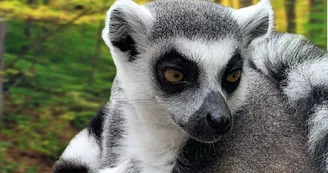 maki catta Mescoules zoo Refuge