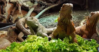 Zoo de Mescoules (8)