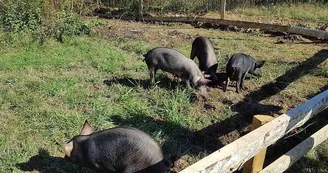 Ferme découverte au Domaine d'Écoline Ferme découverte au Domaine d'Écoline