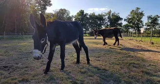 Ferme découverte au Domaine d'Écoline Ferme découverte au Domaine d'Écoline