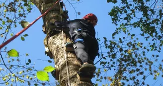 Grimpe d'arbre