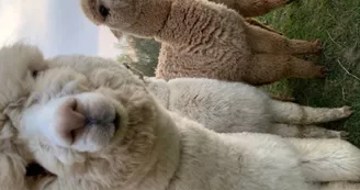 argentonnay-alpacas--curieux argentonnay-alpacas--curieux