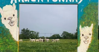 argentonnay-alpacas-panneau argentonnay-alpacas-panneau