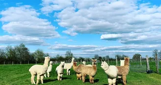 argentonnay-alpacas-troupeau argentonnay-alpacas-troupeau