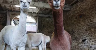 Ferme Pakucha - Alpagas Ferme Pakucha - Alpagas