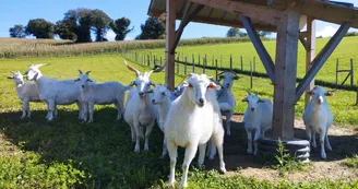 Ferme Pakucha - Chèvres Ferme Pakucha - Chèvres