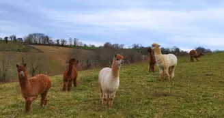 Ferme Pakucha - Petits Alpagas1 Ferme Pakucha - Petits Alpagas1