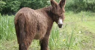 Le baudet du Poitou Le baudet du Poitou