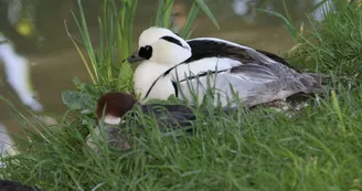 Une des 70 espèces d'oiseaux du Marais Poitevin présentes au parc Une des 70 espèces d'oiseaux du Marais Poitevin présentes au parc