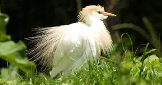 Une des 70 espèces d'oiseaux du Marais Poitevin présentes au parc Une des 70 espèces d'oiseaux du Marais Poitevin présentes au parc