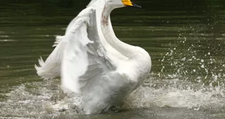 Cygne Chanteur Cygne Chanteur