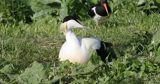Eider hutrier Eider hutrier