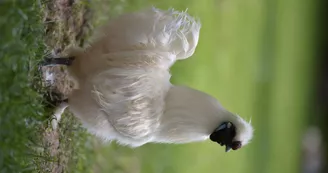 Parc animalier de Nahuques062017©Gilles Arroyo (68).JPG_8
