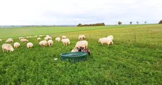 Moutons2.jpg