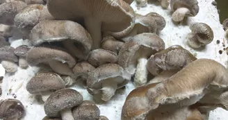 Les Champignons de Cussangy.jpg Les Champignons de Cussangy.jpg