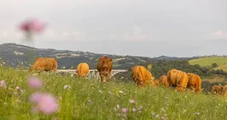 l'éleveur ramène les vaches en pâture après la tétée