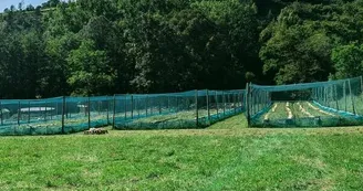 Gros-gris, élevé dans nos parcs :)