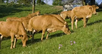 l'éleveur ramène les vaches en pâture après la tétée