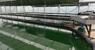 La spiruline du Mas de Fraysse