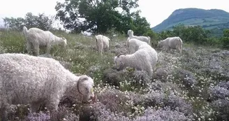 Mohair en Aveyron