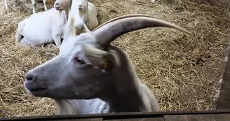 La ferme de la Borderie de Soulages - Fromages de chèvre et viande