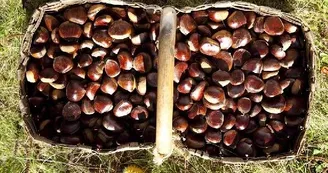 Marrons de l'Aveyron - Goûtez La Châtaigne