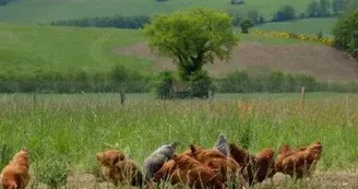 Vente d'oeufs frais de la ferme - Vidal Roland