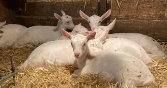Nos chèvres sont très câlines Nos chèvres sont très câlines