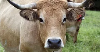 Vente de Viande "Du Producteur au Consommateur"