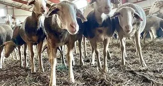 Visite de ferme - GAEC de la Carayrade à Buzeins