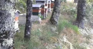Le Rucher du Carladez Le Rucher du Carladez
