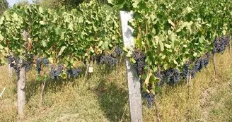 Mine de vin Mine de vin