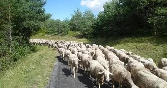 GAEC des Traversiers, fromages fermiers de brebis (La Couvertoirade)