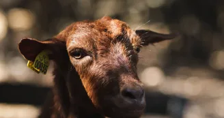 Notre mascotte Roro