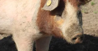 des lys a la ferme cochon2