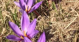 Mademoiselle-Safran-fleurs