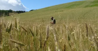 La commingeoise-agassac-champs