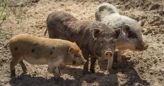 cochon