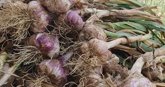 ail violet 1 - Ferme de Fabart Brignemont (1)