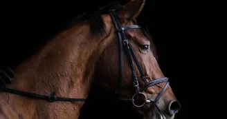 Poney-club-ecurie-saint-laurent