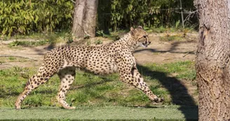 AFRICAN SAFARI PLAISANCE DU TOUCH
