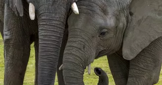 Credit Photo Mathieu Pujol -African Safari  (17)