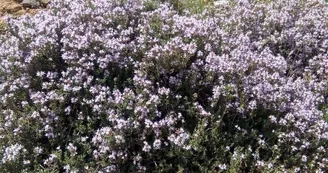 lamontagnemagique-plantes-melles-pyrenees31
