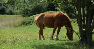Ferme pédagogique  Cheval Un pas en arrière Boulogne sur Gesse