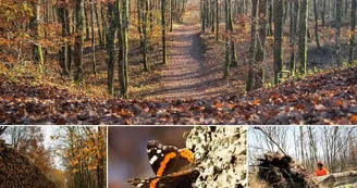 foret de buzet