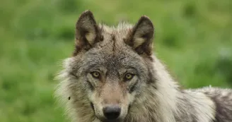 aranpark-loup-saintmamet-pyrenees31