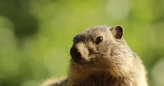 aranpark-marmotte-saintmamet-pyrenees31