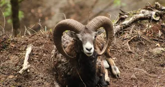 aranpark-mouflon-saintmamet-pyrenees31