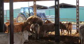 Vache, GAEC de Lubia, SAINT FRAJOU Vache, GAEC de Lubia, SAINT FRAJOU