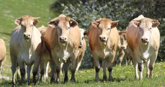 Vache, GAEC de Lubia, Saint Frajou2 Vache, GAEC de Lubia, Saint Frajou2